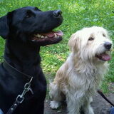 Stitch en Joey in Zuid-Limburg