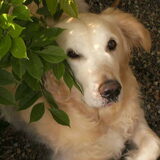 SimbaXXX