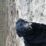 onze zandhaas!!!!