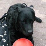 ons doggie dog