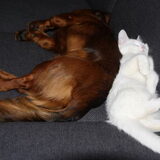 Poeffie & Spookje rug aan rug