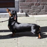 Dutch Dapples Joya Jamilla