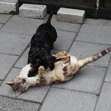 Doran en onze poes Isso zijn echt vriendjes voor hun leven!
