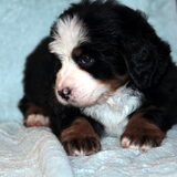 puppie 5 weken