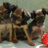 Geb.d.-08-04-2011(3 teffjes)te koop!