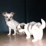 Foto van Melissa, Dempsey, Taiko, Minos & *Nina*