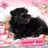 Wigglw 1 juni 1jaar