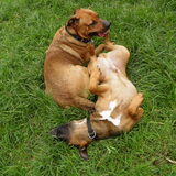 Foto van patricia,  *Spikey* Nino & Lola