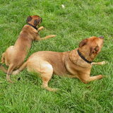 Foto van patricia,  *Spikey* Nino & Lola