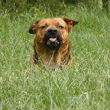 Foto van patricia,  *Spikey* Nino & Lola