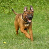 Foto van patricia,  *Spikey* Nino & Lola