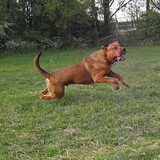Foto van patricia,  *Spikey* Nino & Lola