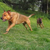 Foto van patricia,  *Spikey* Nino & Lola