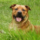 Foto van patricia,  *Spikey* Nino & Lola