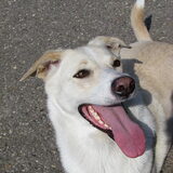 Dit is sita. De hond van mijn vriend. Sita heeft alles over voor je. Ze…