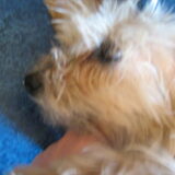 onze yindee