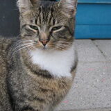 onze coole kat Peter