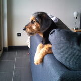 Foto van Sammy