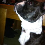 WOOF! Diesel en haar mooie kerstketting