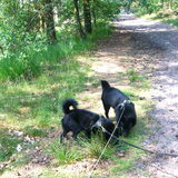 In het bos met loge Pino