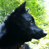Serieuze Joep
