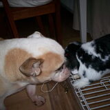 Elmo is gek op ons konijn Charlie,en nee niet om op te eten!!...
