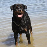 Foto van Hannie met Beer en Chelsea