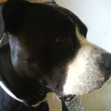 Foto van Melissa---Rocco&Lady