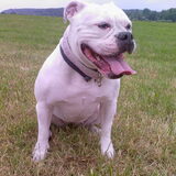 Foto van Melissa---Rocco&Lady