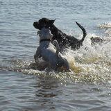 Zorran en Rufus