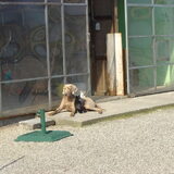 Yordi met 2 kittens .Als kat en hond ,niet bij ons hoor...