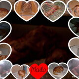Mailo