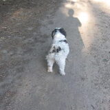 Foto van liesbeth,Turbo,Luna, Levi en Faith
