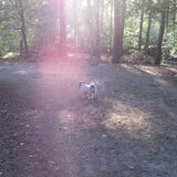 Foto van liesbeth,Turbo,Luna, Levi en Faith