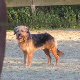 levi in de paardenbak.