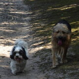 Foto van liesbeth,Turbo,Luna, Levi en Faith