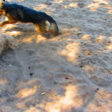 Foto van liesbeth,Turbo,Luna, Levi en Faith