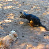 Foto van liesbeth,Turbo,Luna, Levi en Faith