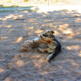 Foto van liesbeth,Turbo,Luna, Levi en Faith