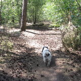 Foto van liesbeth,Turbo,Luna, Levi en Faith