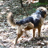 Foto van liesbeth,Turbo,Luna, Levi en Faith
