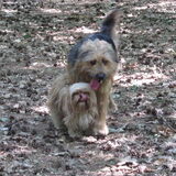 Foto van liesbeth,Turbo,Luna, Levi en Faith