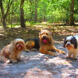 Foto van liesbeth,Turbo,Luna, Levi en Faith