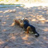 Foto van liesbeth,Turbo,Luna, Levi en Faith