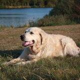 Dice ons oudje van bijna dertien , een super lieve hond met een gouden…