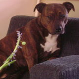 Foto van Macho en Lady(L)