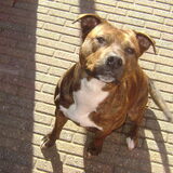 Foto van Macho en Lady(L)