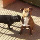 Foto van Macho en Lady(L)
