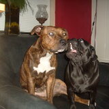 Foto van Macho en Lady(L)