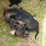 Samen spelen